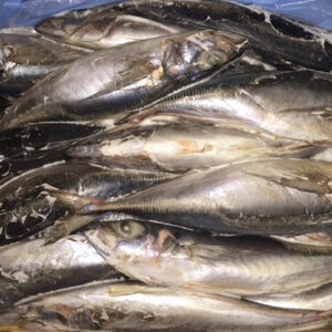 Big Horsemackerel 500/900g 20kg Box
