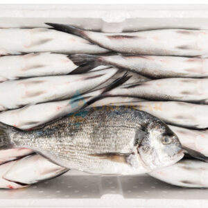 Dorade/Denton/Red Snapper 10kg